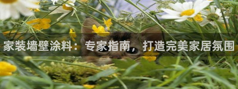 和记官方直营：家装墙壁涂料：专家指南，打造完美家居氛围